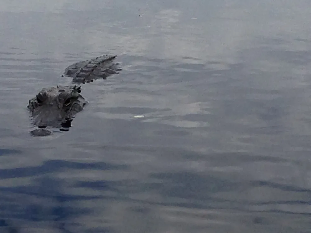 Mississippi-Alligator im Everglades-Nationalpark (Foto eines realen Ortes)