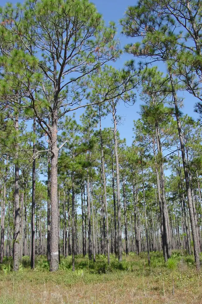 Langblatt-Kiefern im Apalachicola National Forest, Nordflorida