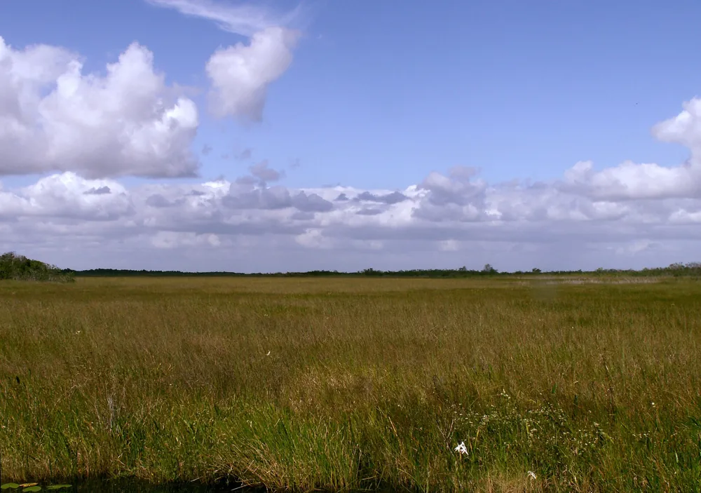 Sägegras-Prärie im Everglades-Nationalpark (Foto eines realen Ortes)